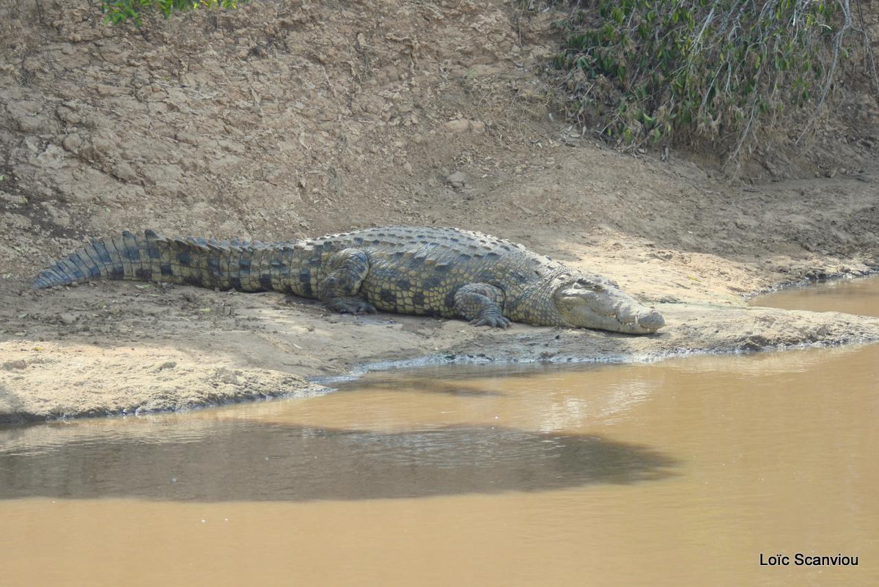 Crocodile (43)