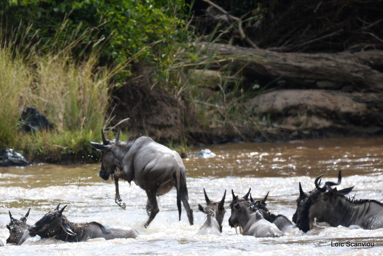 Traversée de la Mara/Mara River Crossing (4)