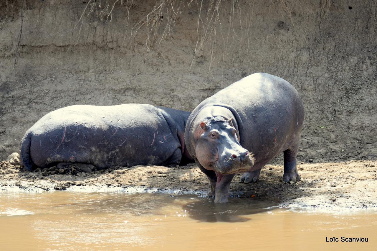 Hippopotame/Hippopotamus (13)