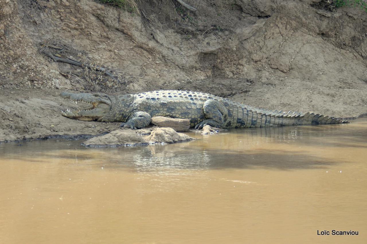 Crocodile (44)