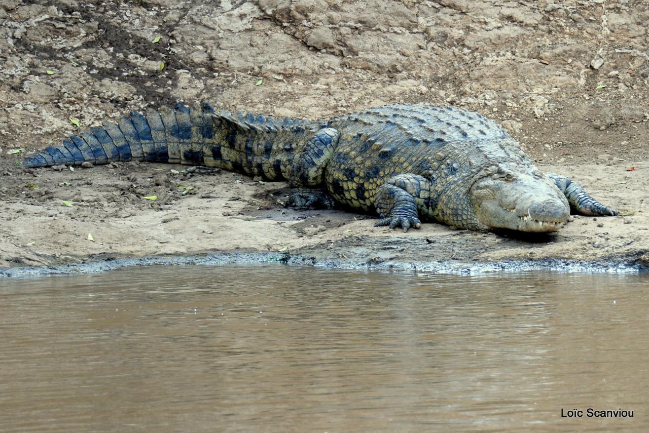Crocodile (45)