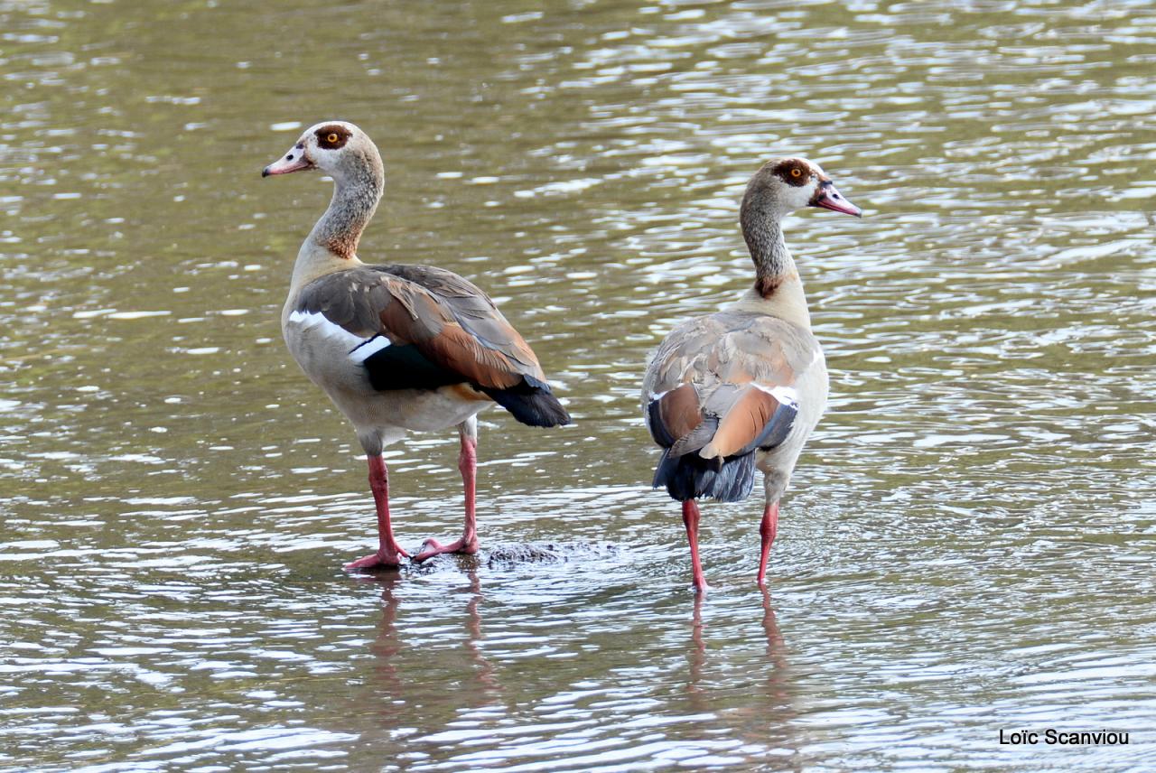 Ouette d'Egypte/Egyptian Goose (1)