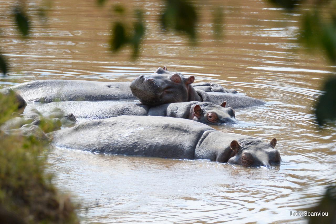 Hippopotame/Hippopotamus (14)