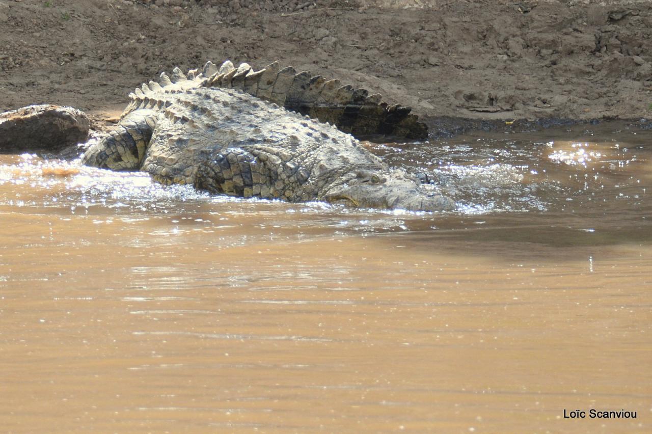 Crocodile (46)