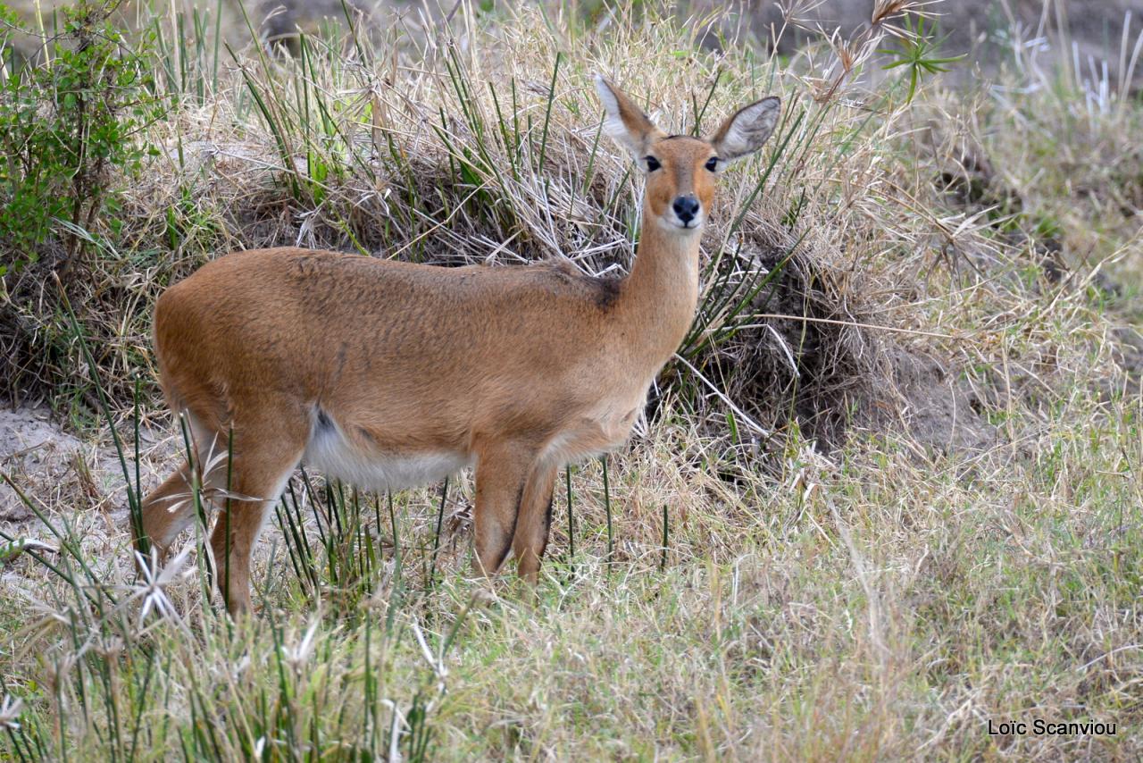 Redunca/Reedbuck (1)