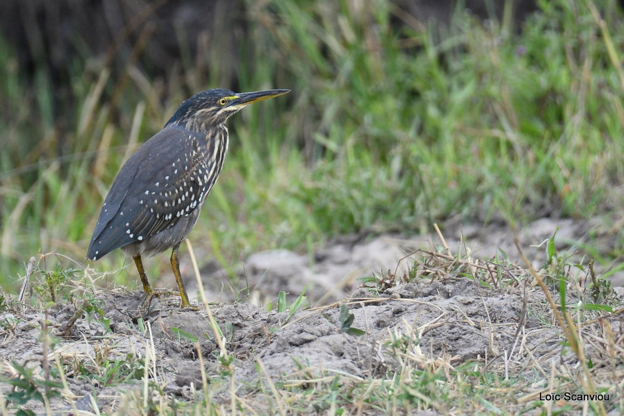 Bihoreau gris/Black-crowned Night-Heron (1)