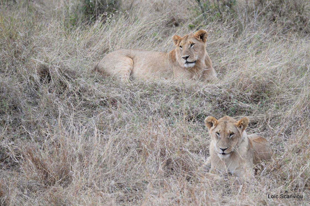 Lion (38)