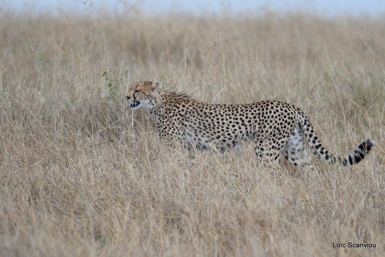 Guépard/Cheetah (70)