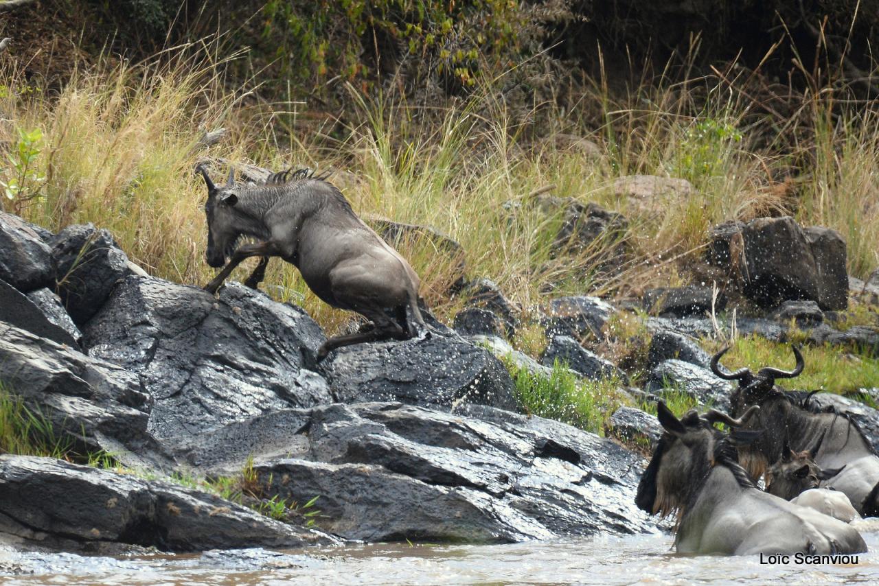 Traversée de la Mara/Mara River Crossing (5)