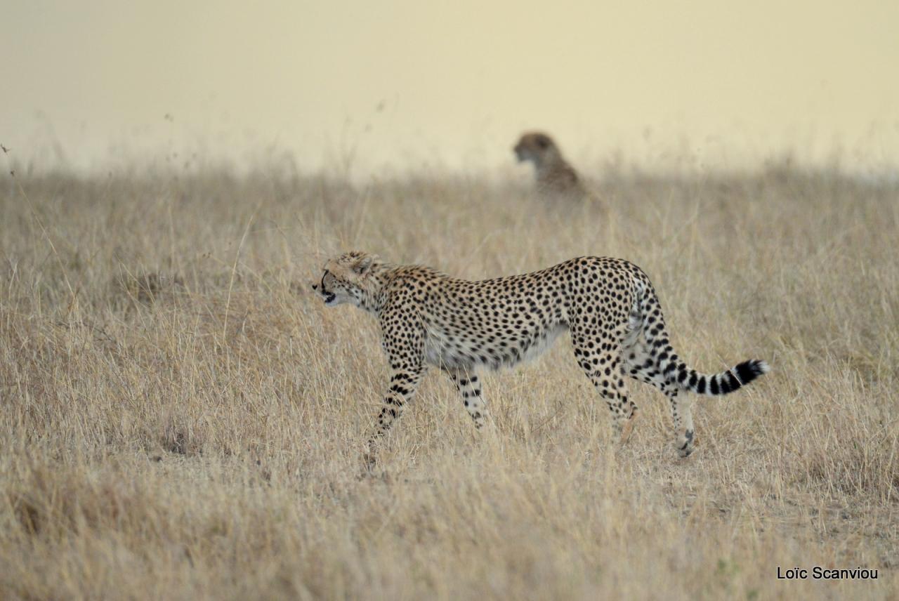 Guépard/Cheetah (71)