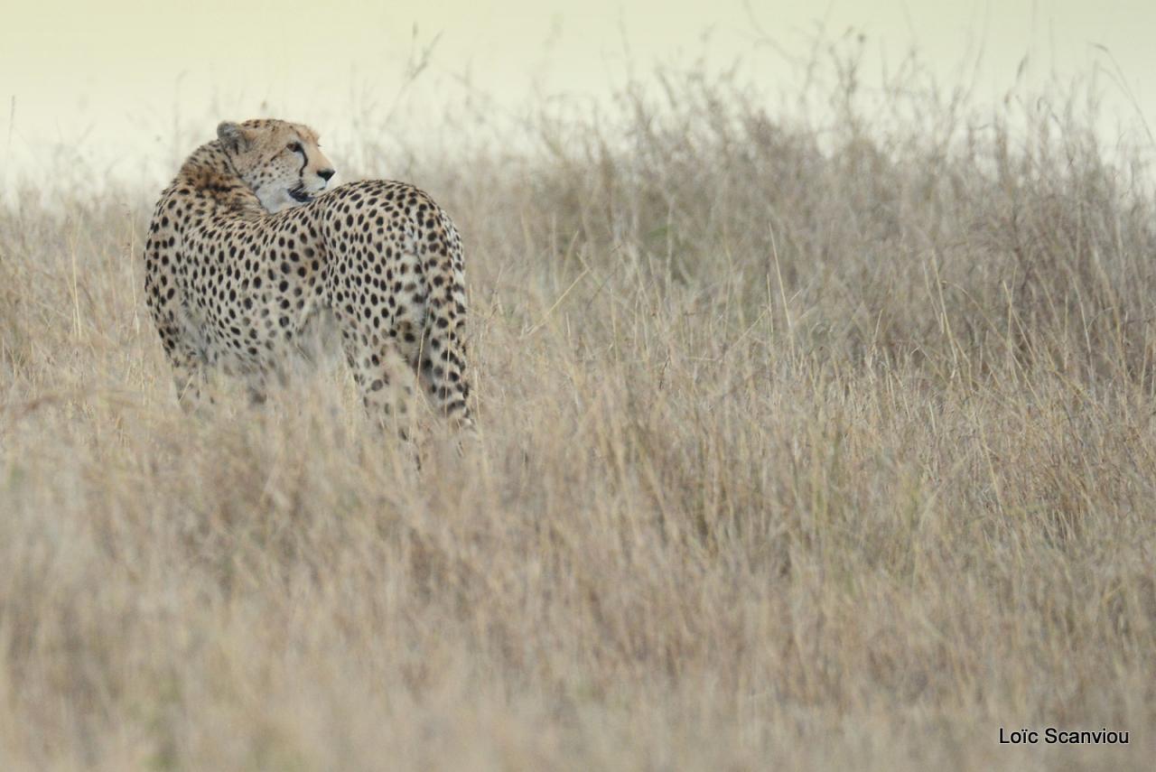 Guépard/Cheetah (72)