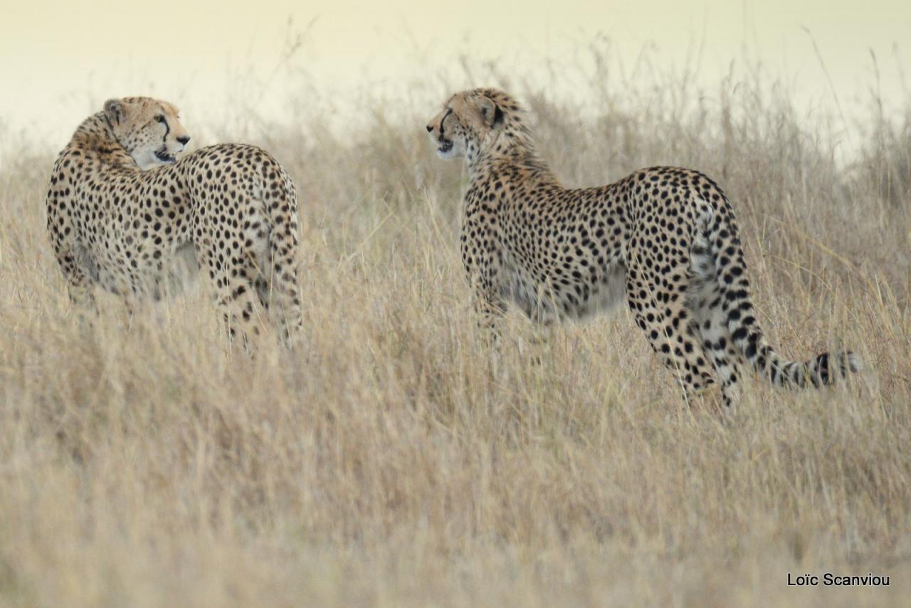 Guépard/Cheetah (73)