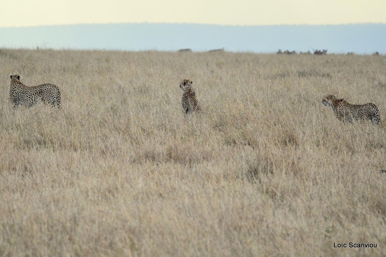 Guépard/Cheetah (74)