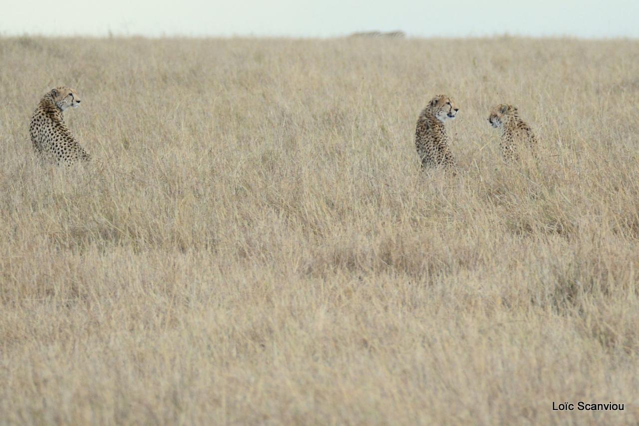 Guépard/Cheetah (75)