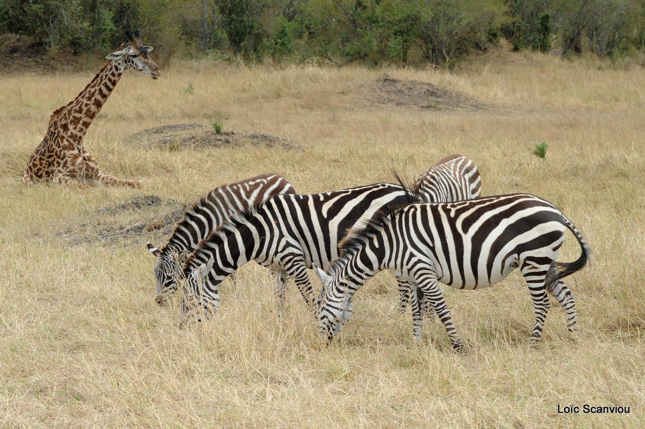 Zèbre/Zebra (10)