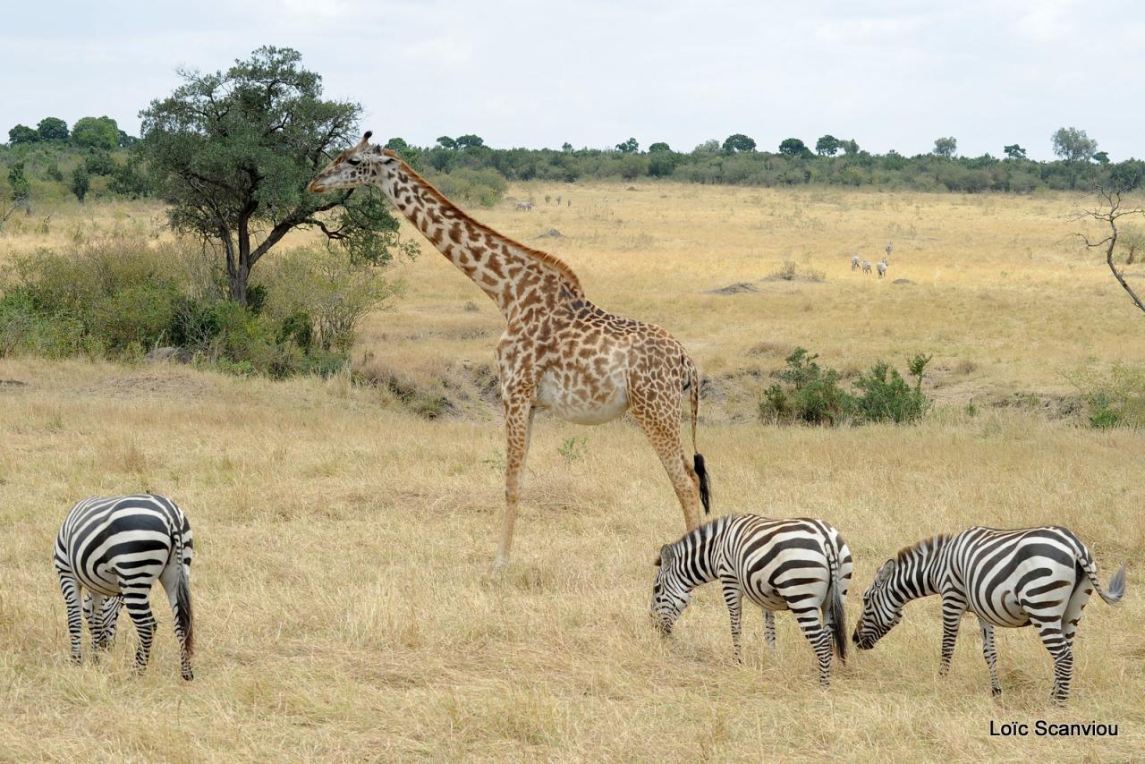Zèbres et girafe (1)
