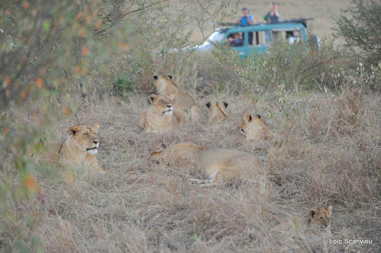 Lion (40)
