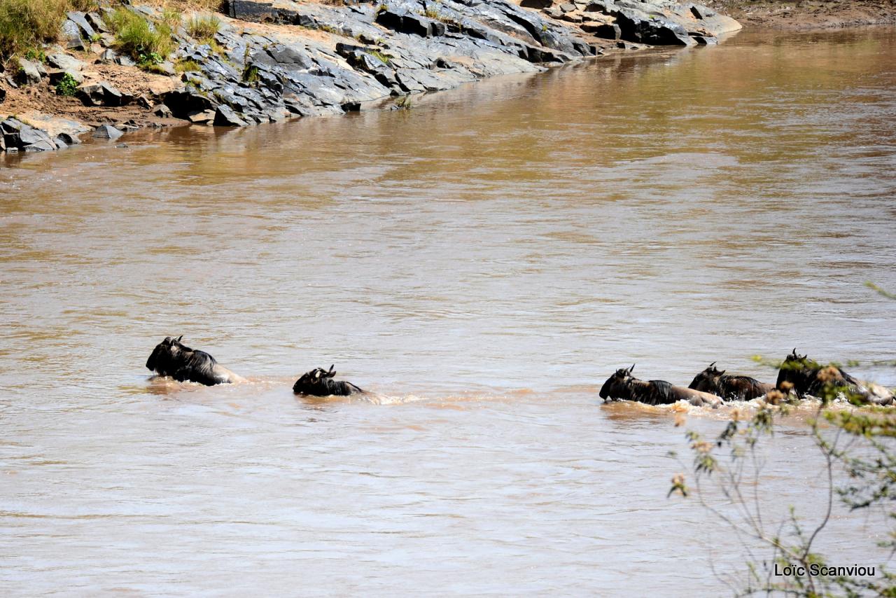 Traversée de la Mara/Mara River Crossing (43)