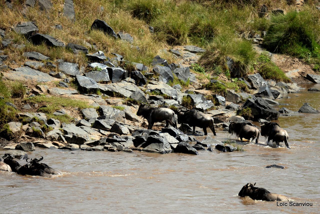 Traversée de la Mara/Mara River Crossing (44)
