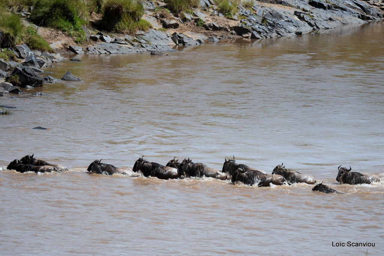 Traversée de la Mara/Mara River Crossing (45)