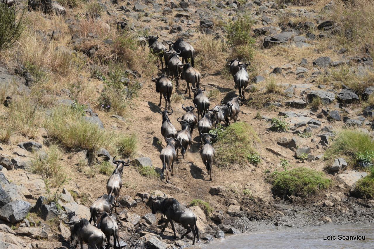 Traversée de la Mara/Mara River Crossing (46)