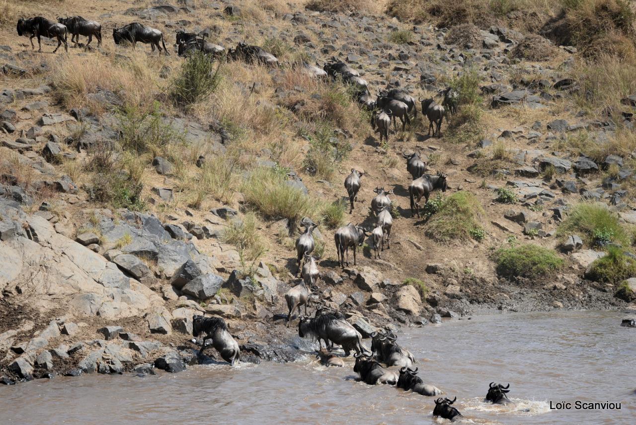 Traversée de la Mara/Mara River Crossing (47)