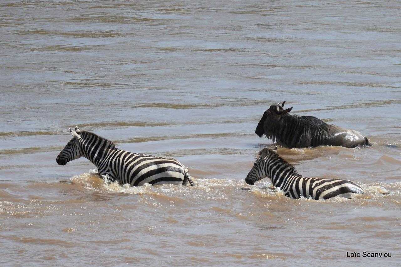 Traversée de la Mara/Mara River Crossing (48)