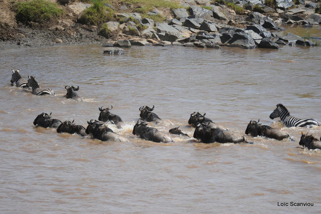 Traversée de la Mara/Mara River Crossing (49)
