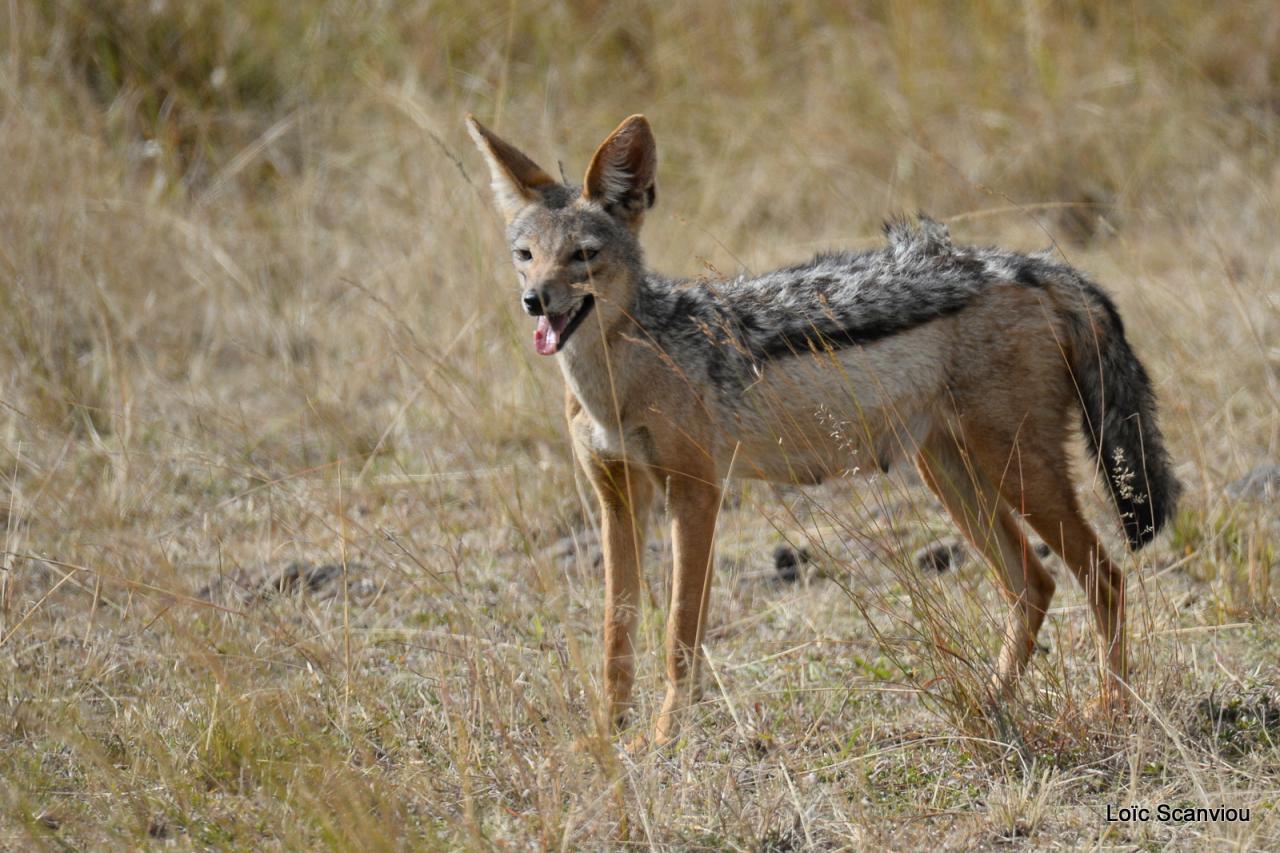 Chacal à chabraque/Black-backed Jackal (1)