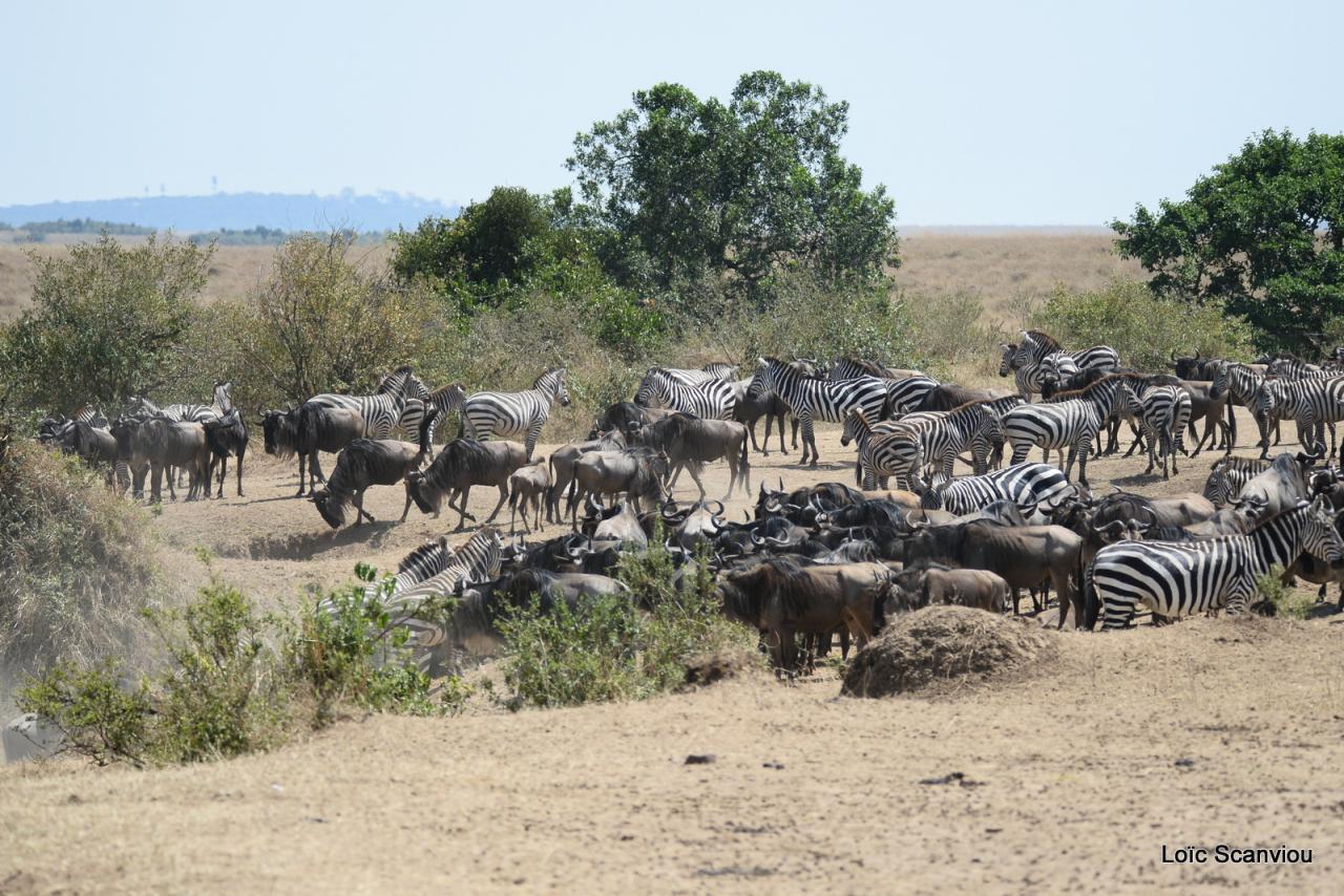 Herbivores (5)