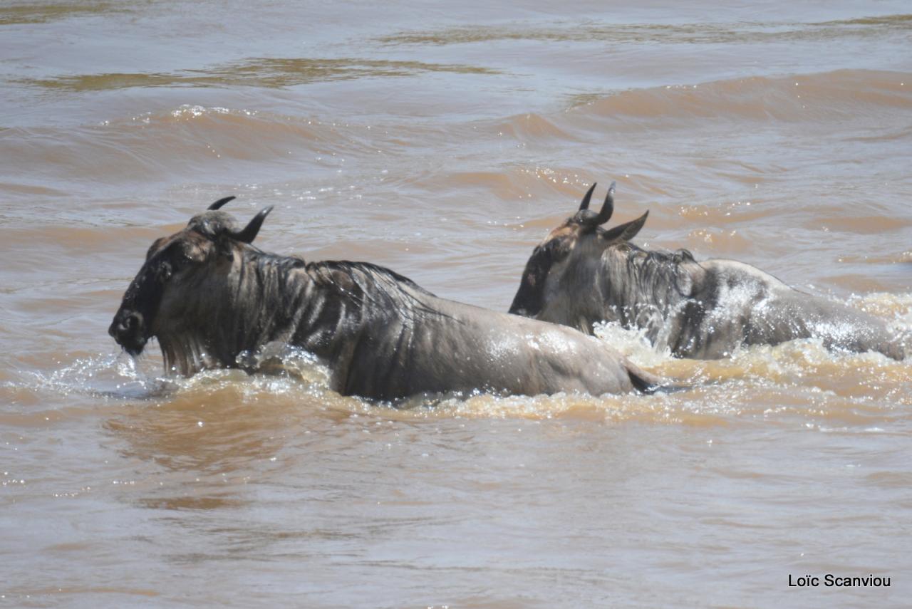 Traversée de la Mara/Mara River Crossing (50)