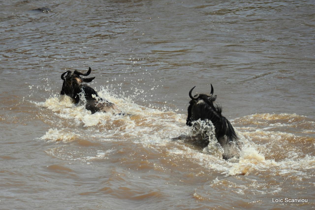 Traversée de la Mara/Mara River Crossing (51)