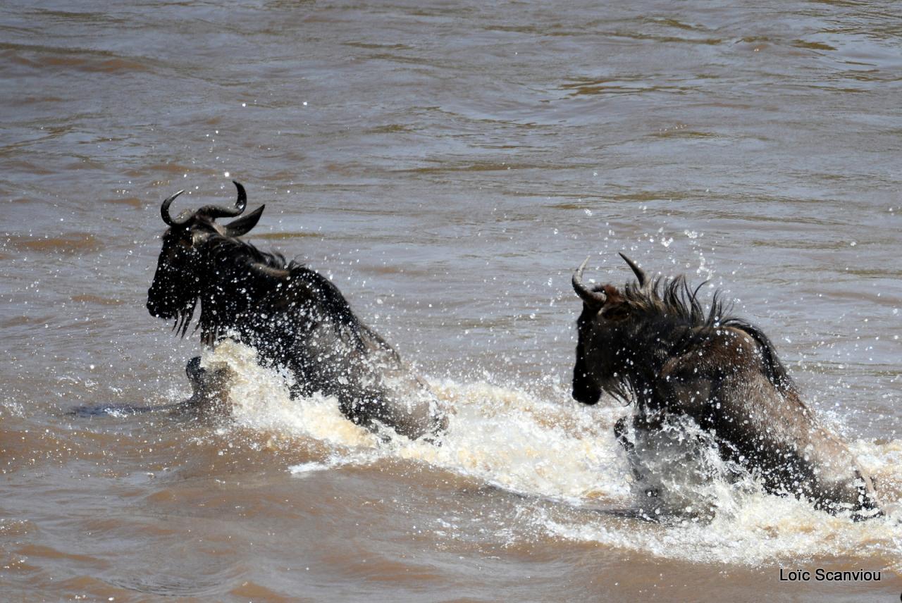 Traversée de la Mara/Mara River Crossing (52)