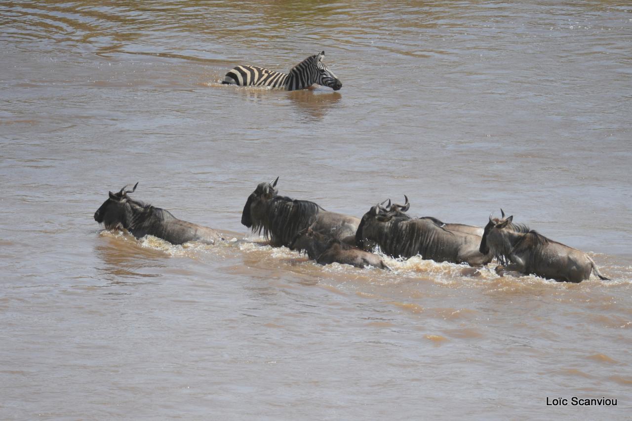 Traversée de la Mara/Mara River Crossing (53)