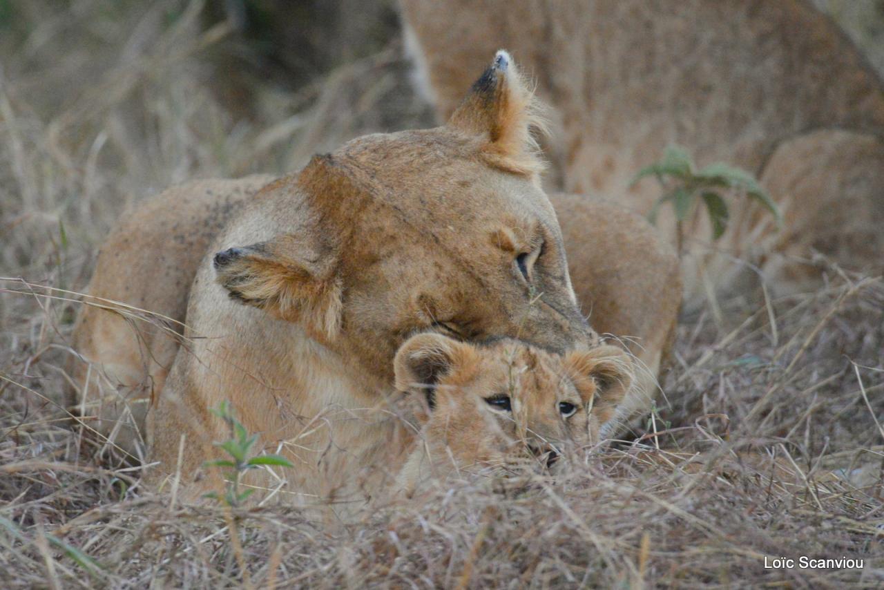 Lion (41)