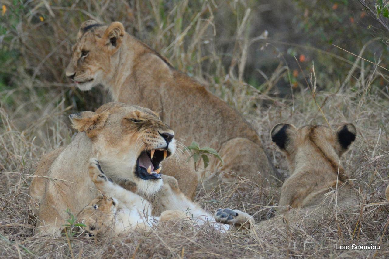 Lion (43)