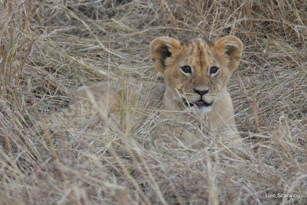 Lion (44)