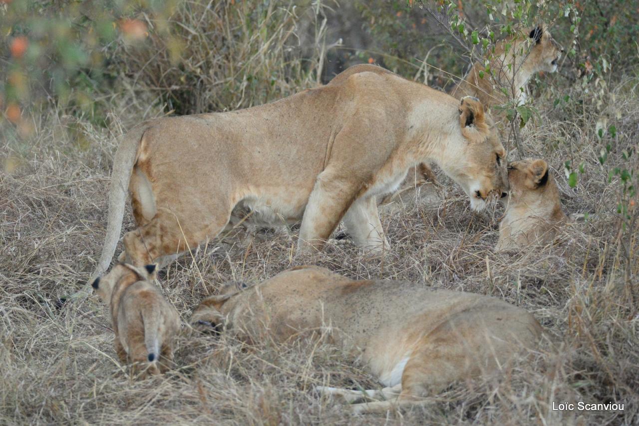 Lion (45)