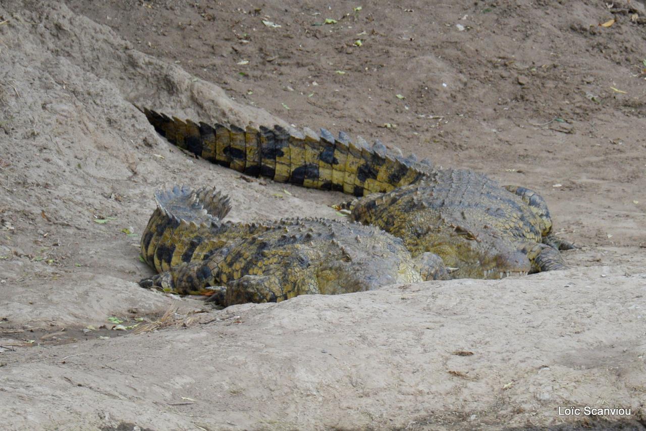 Crocodile (4)