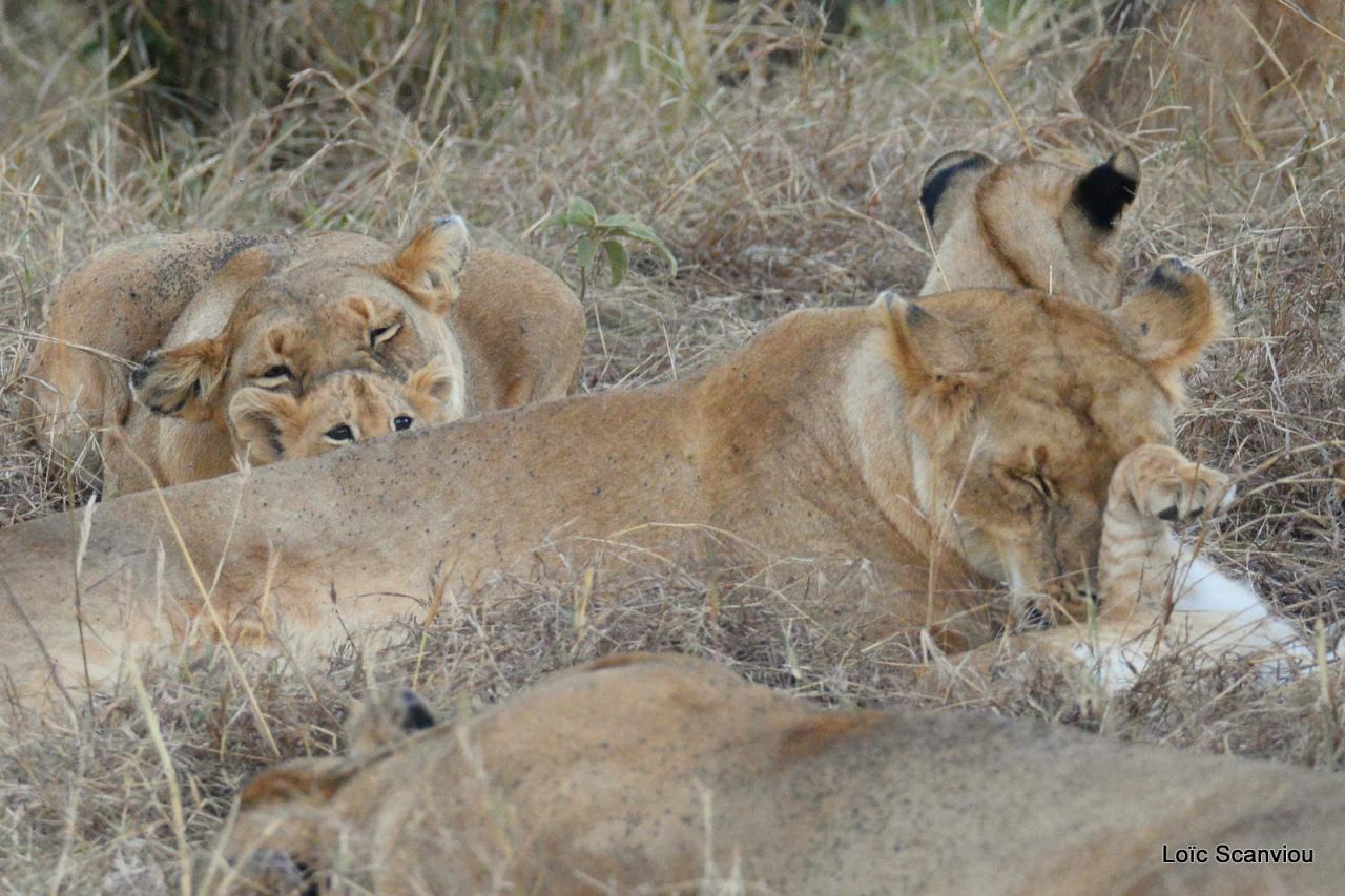 Lion (46)