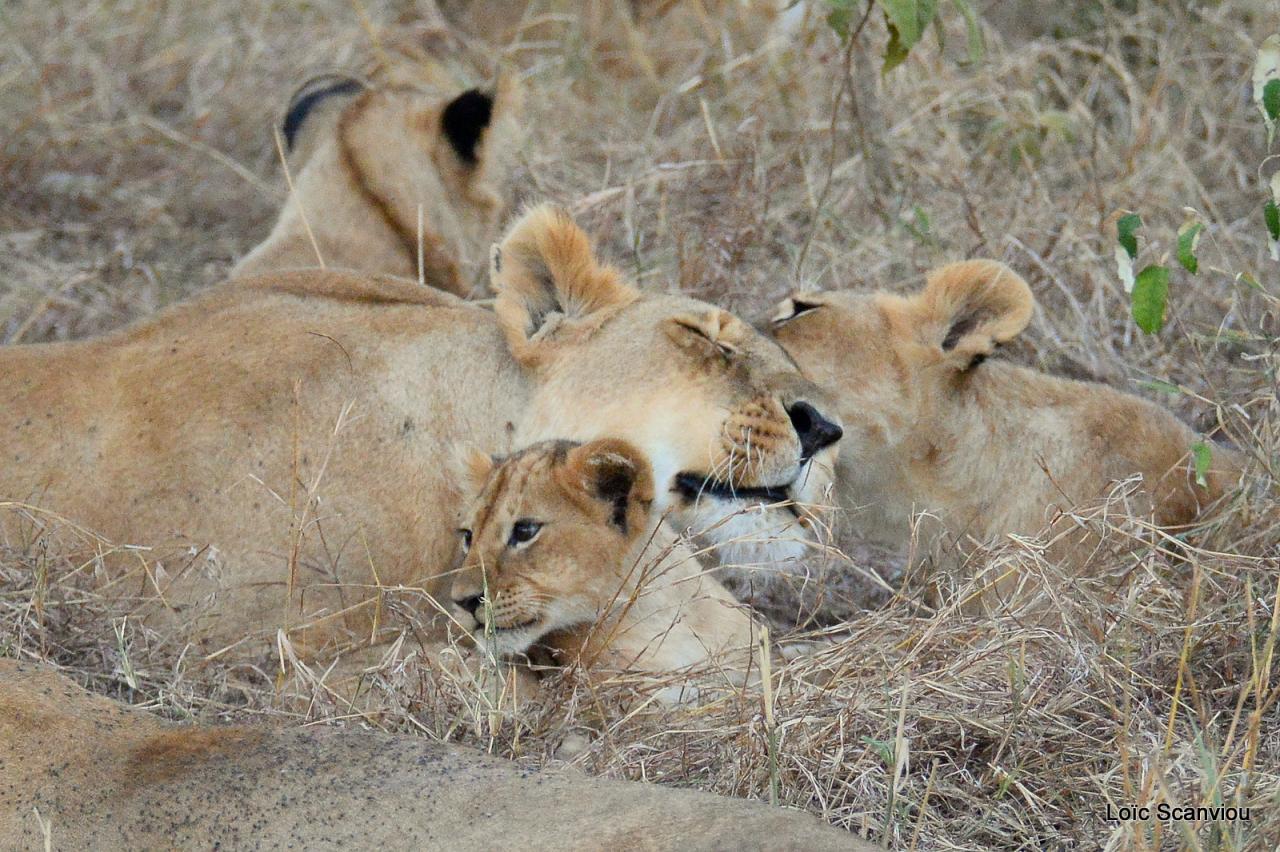 Lion (47)