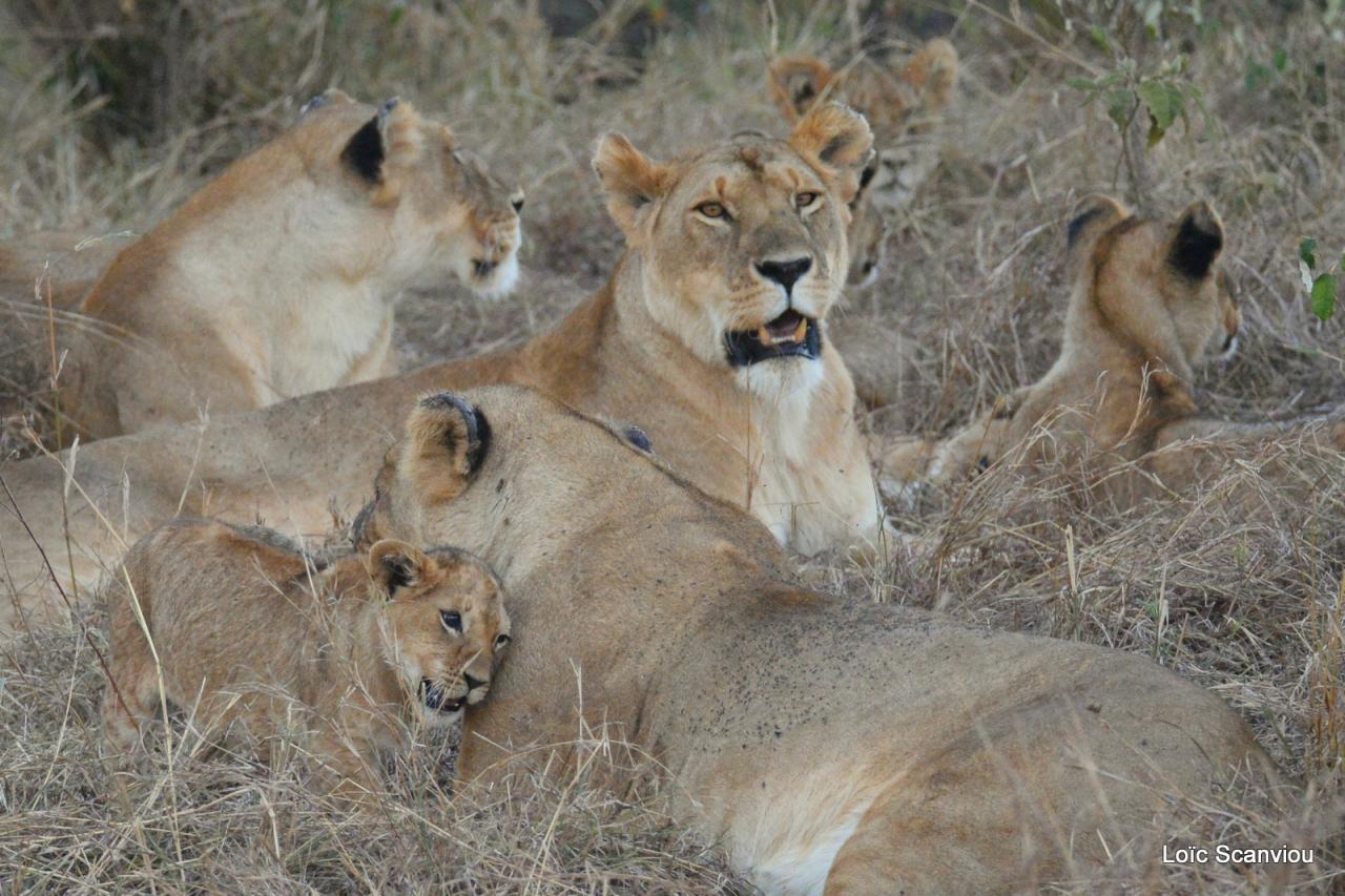 Lion (49)