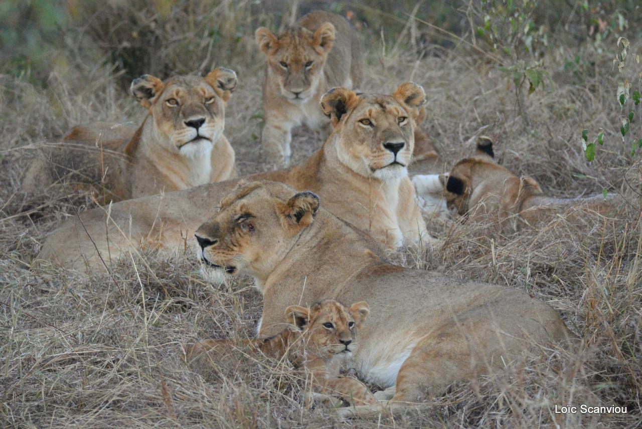 Lion (50)