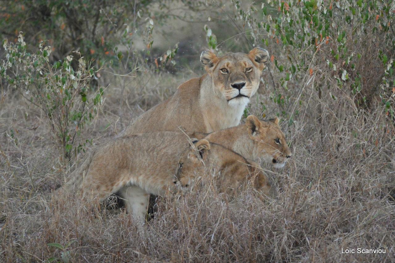 Lion (51)