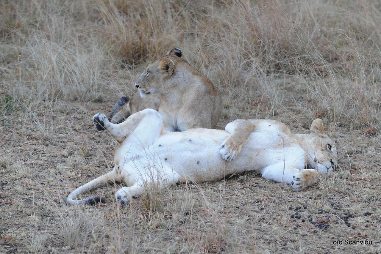 Lion (52)