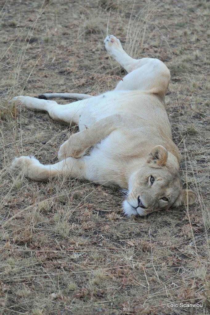 Lion (53)