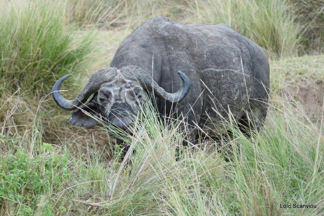 Buffle du Cap/Cape Buffalo (3)