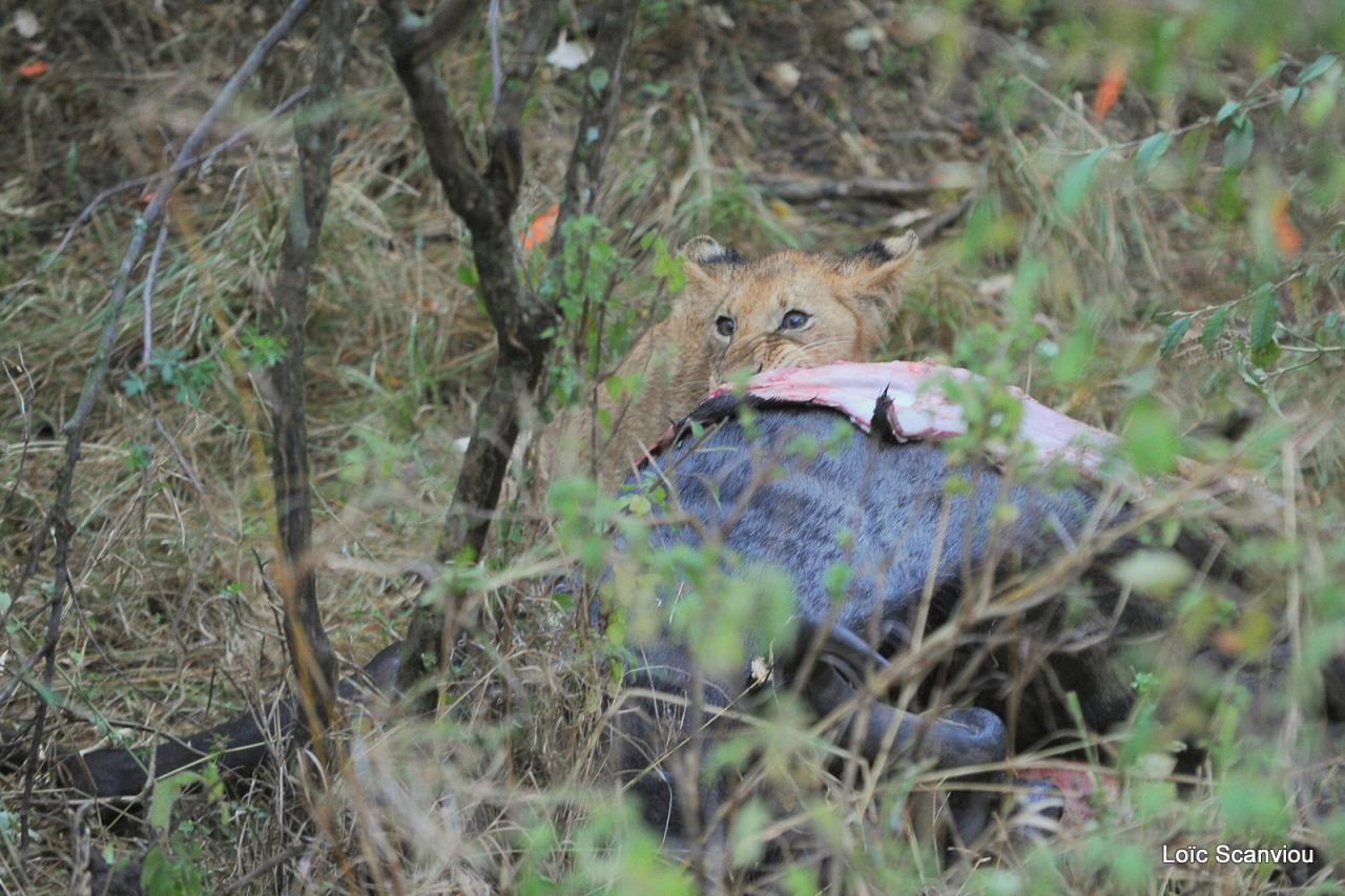 Repas de lion/Lion eating (7)