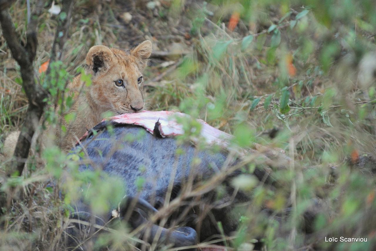 Repas de lion/Lion eating (8)