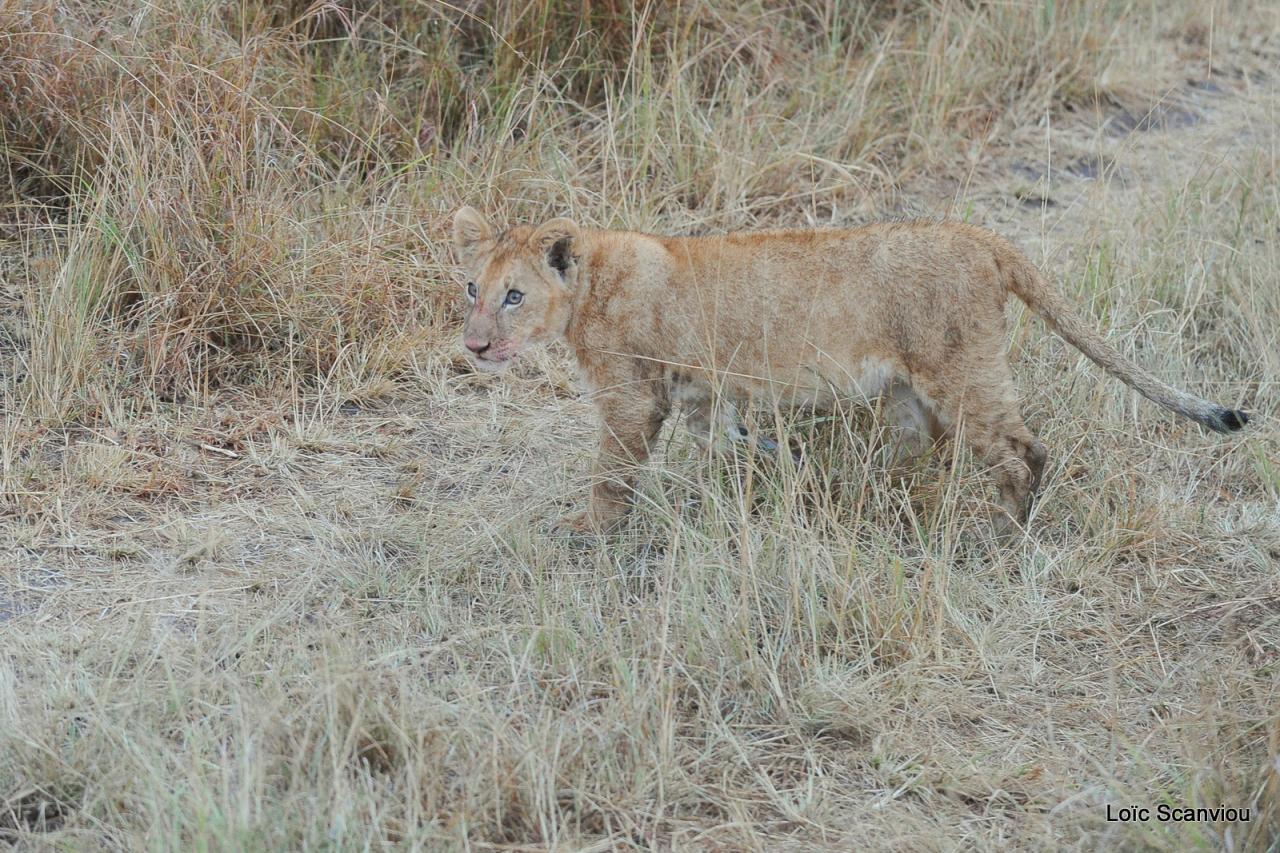 Lion (54)